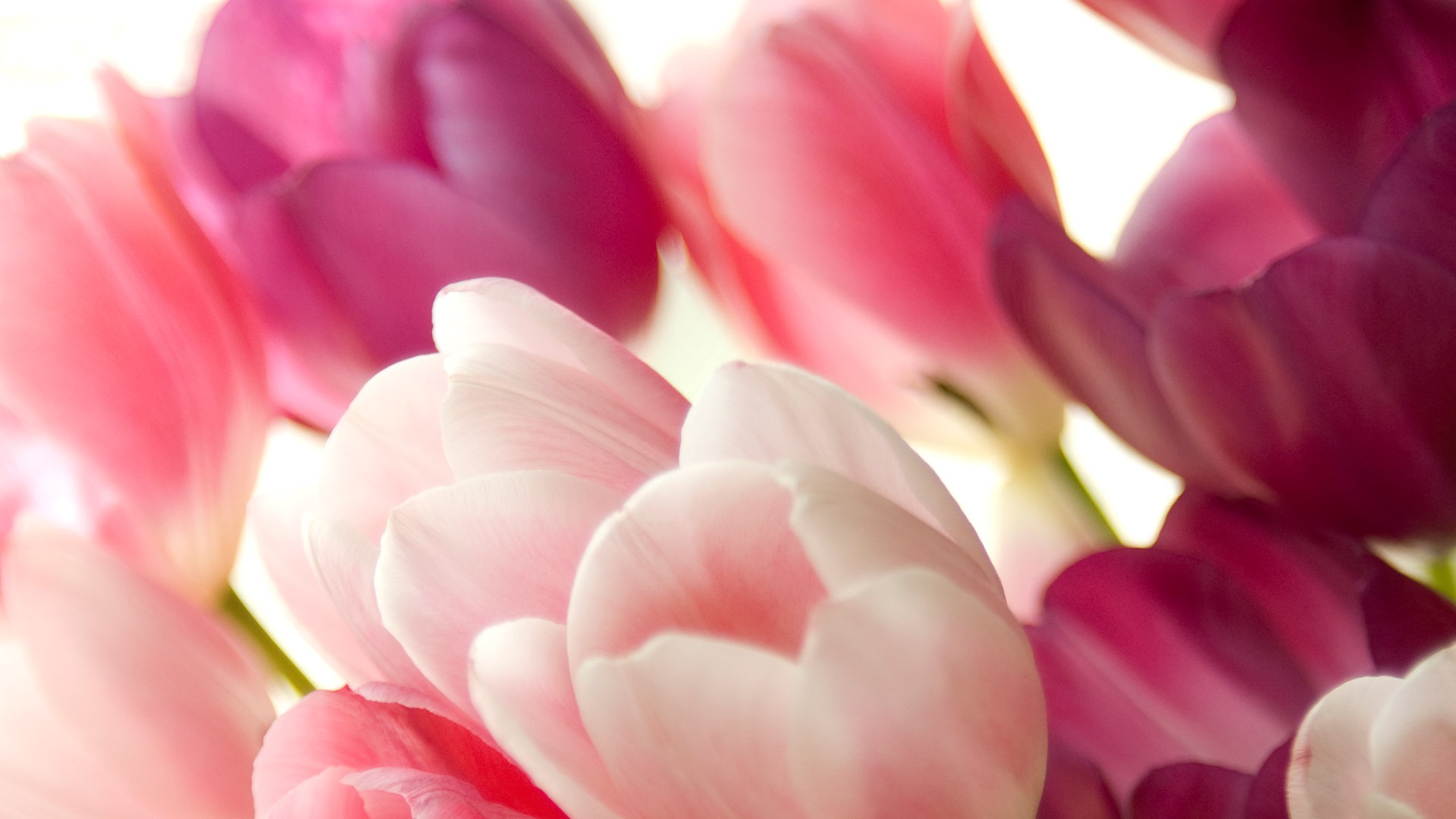 High Resolution Beautiful Flower Tulip Desktop Wallpaper HD 8 Full ...