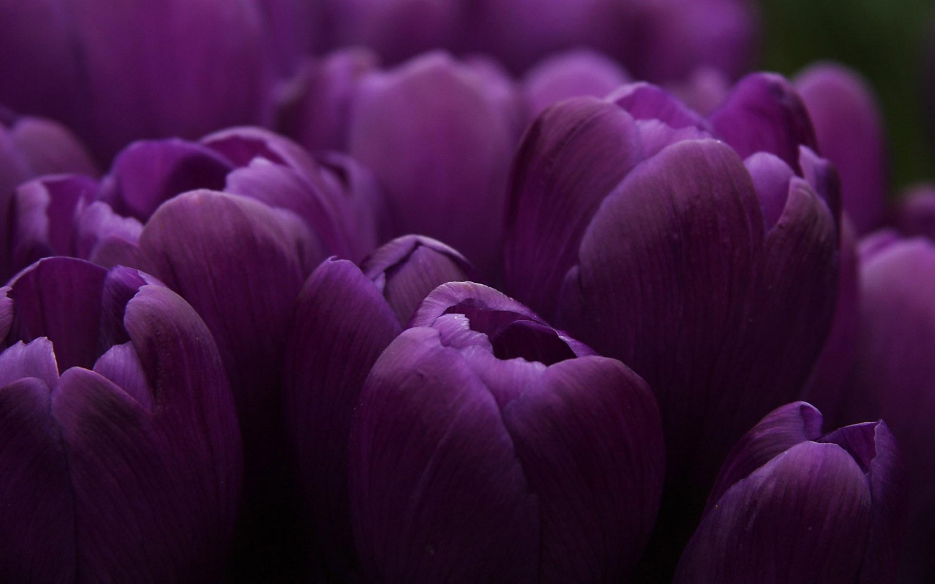 Purple Tulips HD Desktop Wallpapers | digitalhint.net