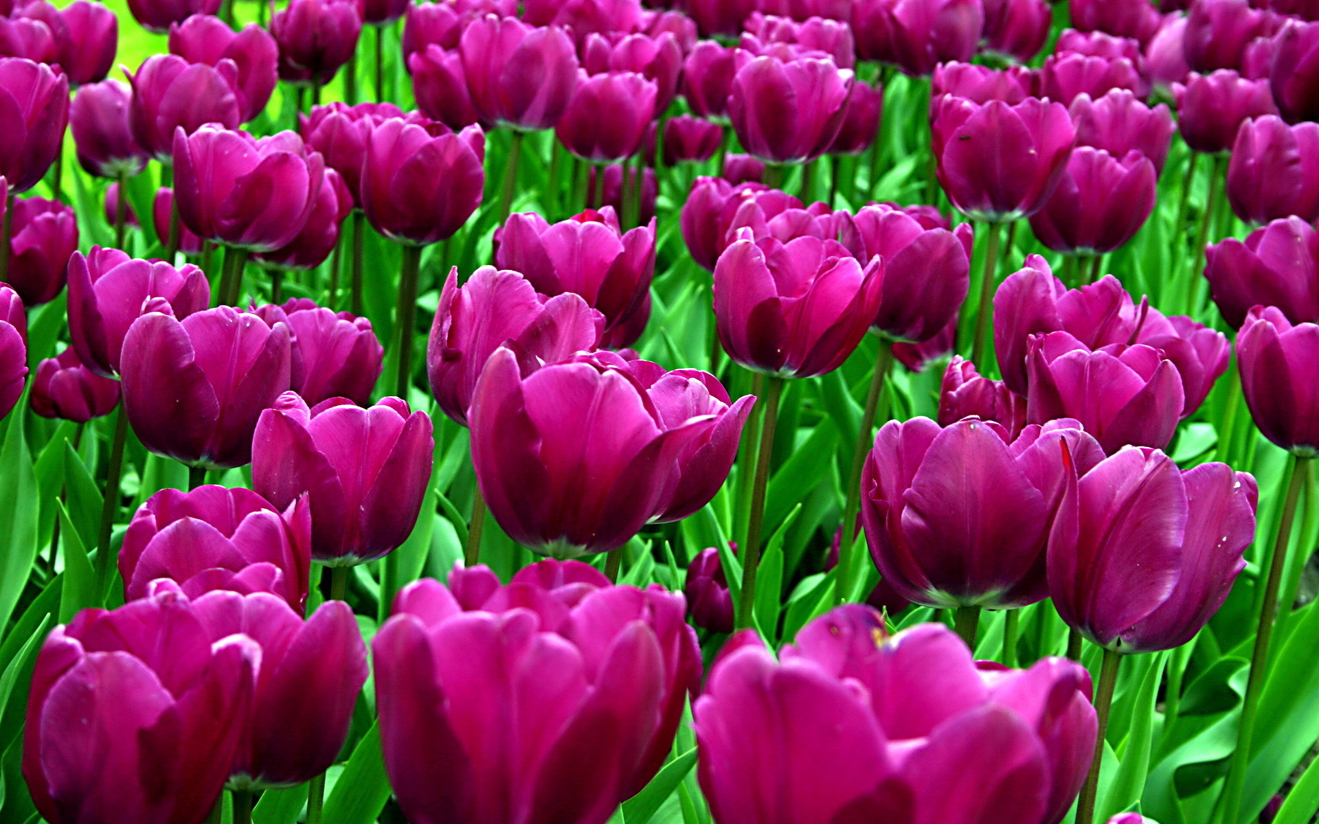 purple tulips - Desktop Wallpaper