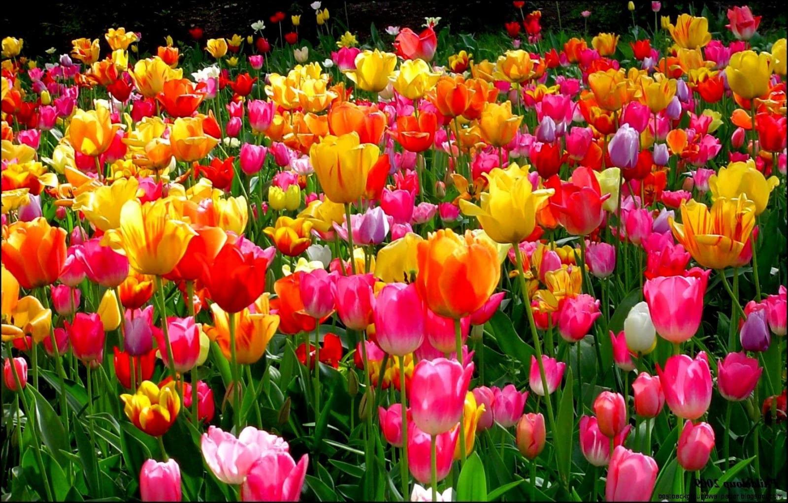 Spring Tulips Wallpaper Desktops | Best Background Wallpaper