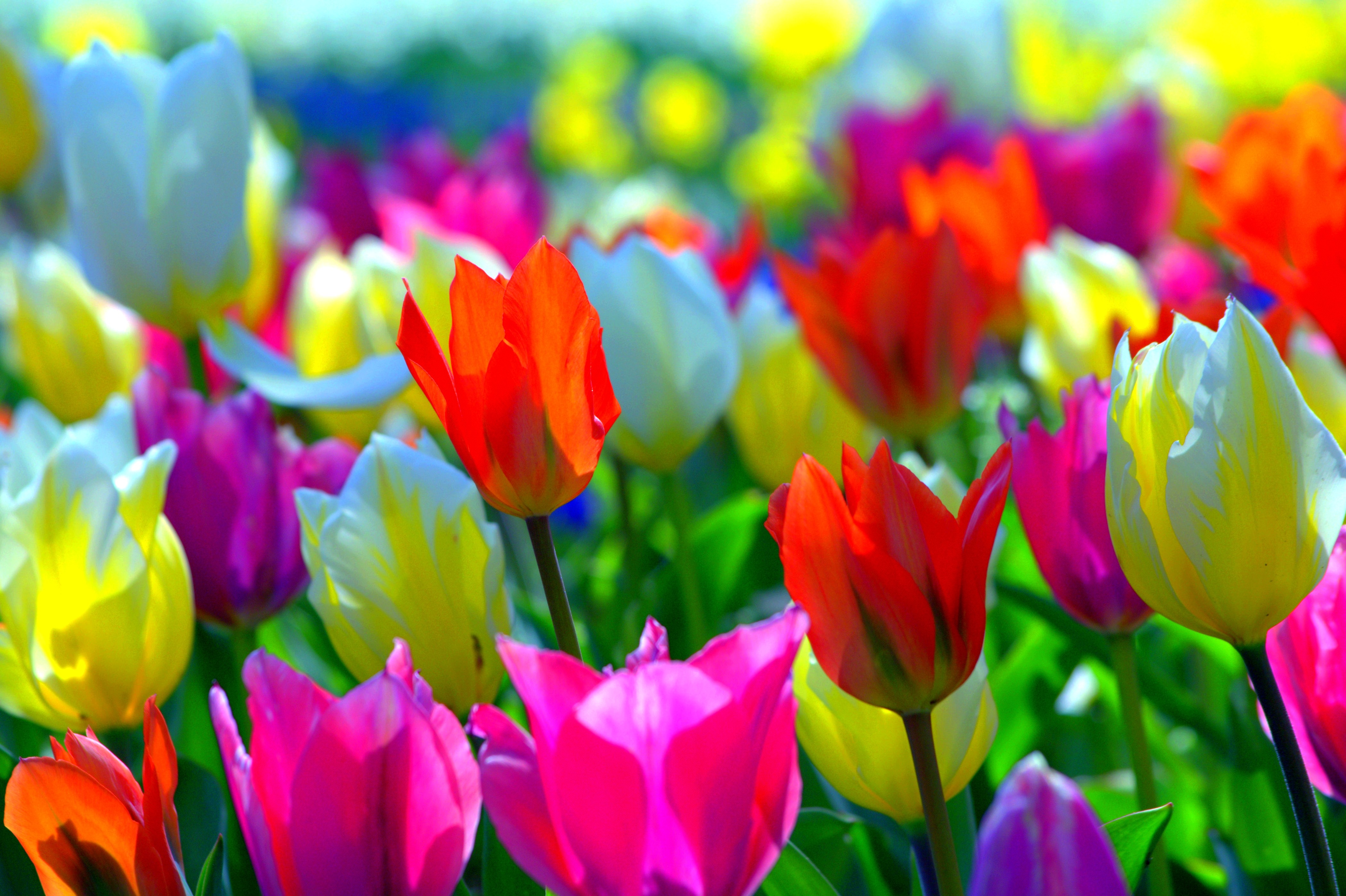COLORFUL SPRING Flowers Colors Tulips Nature Desktop Backgrounds ...