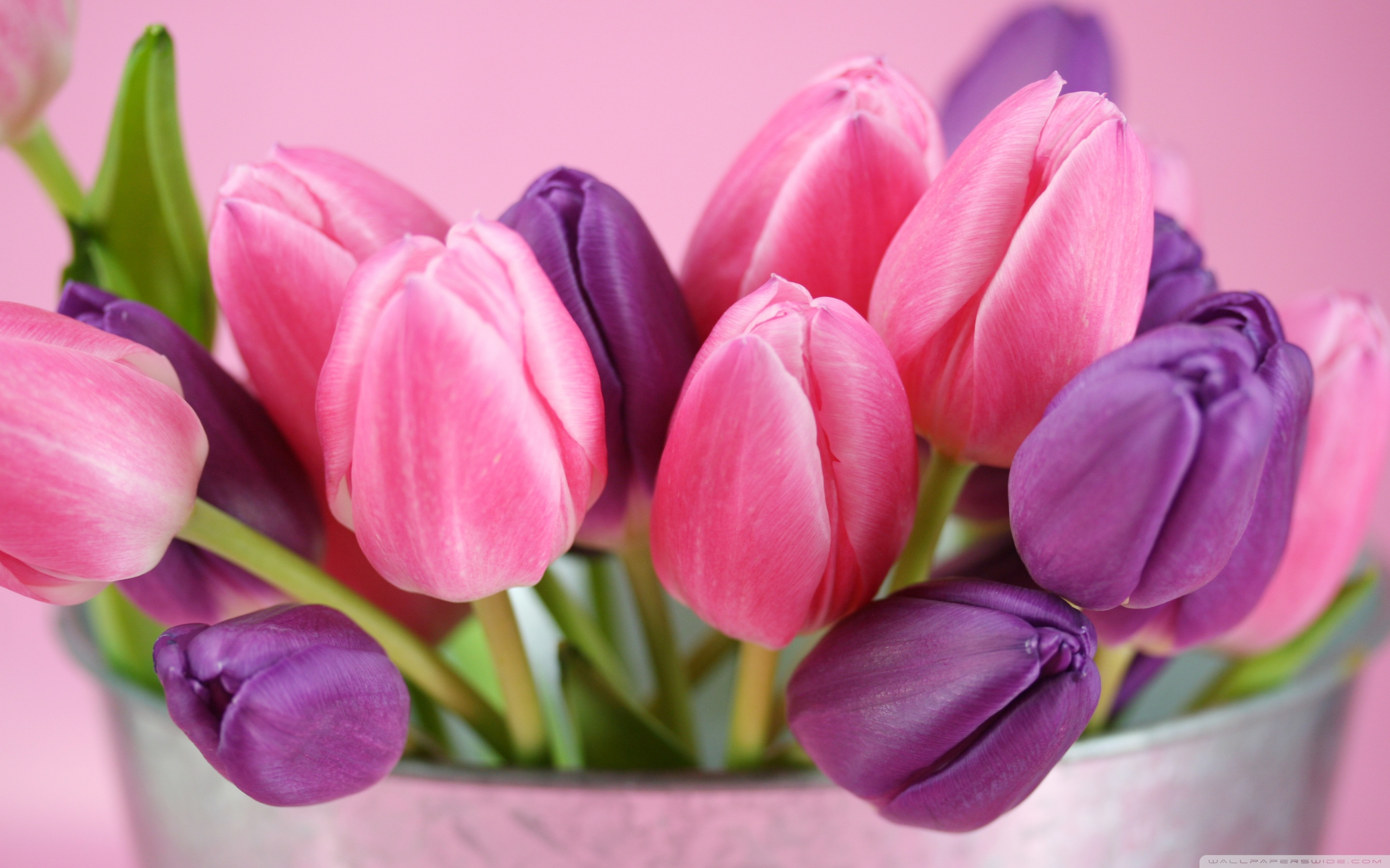 Pink And Purple Tulips HD desktop wallpaper : High Definition ...