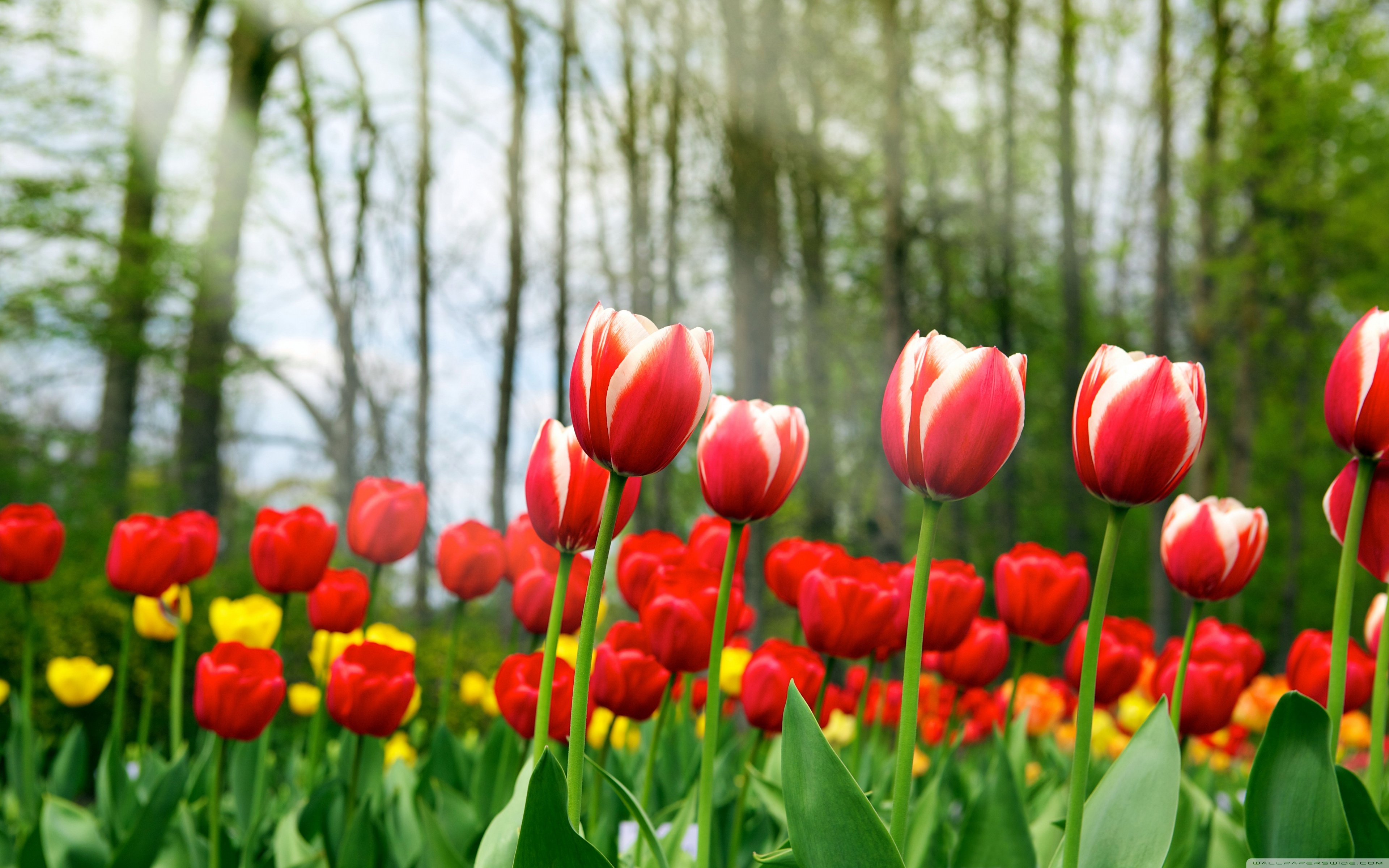 HD Tulips Wallpapers | Full HD Pictures