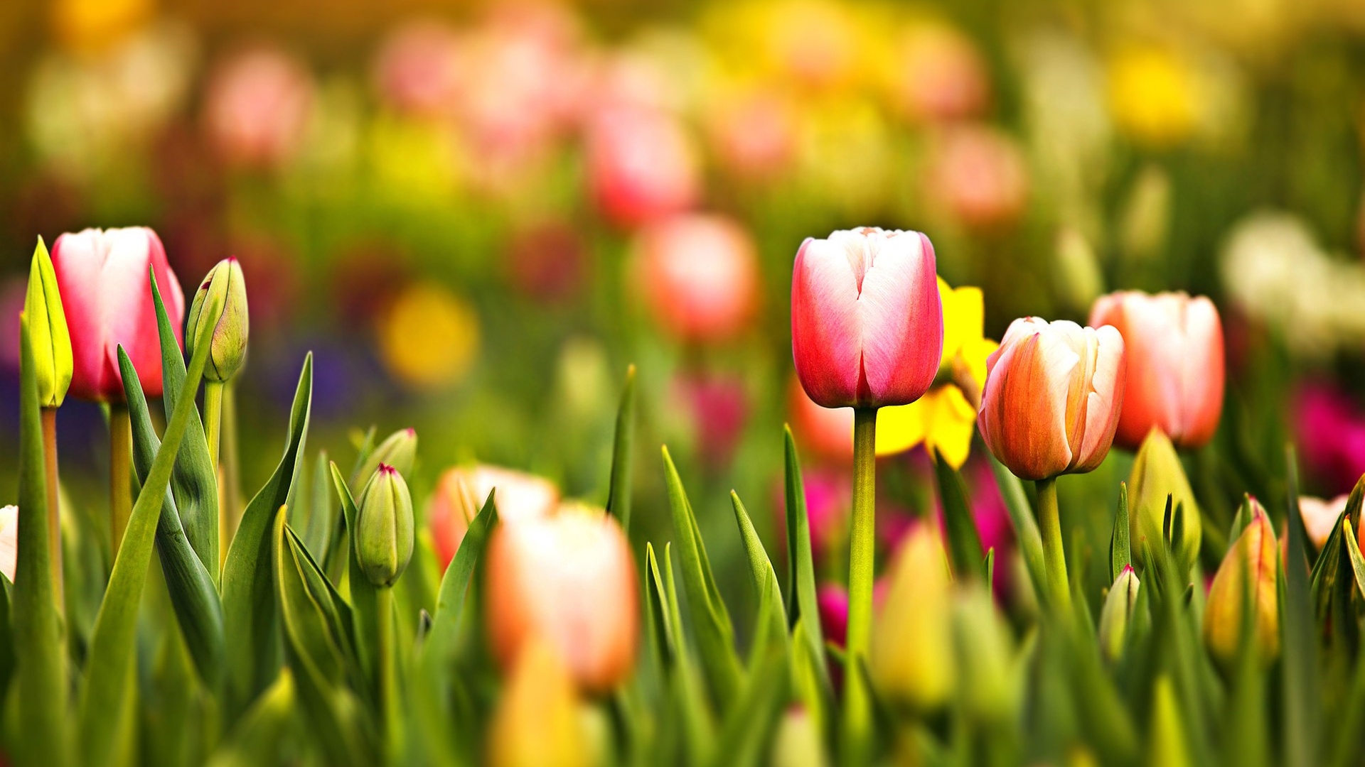 High Quality Tulips Wallpapers Full HD Pictures
