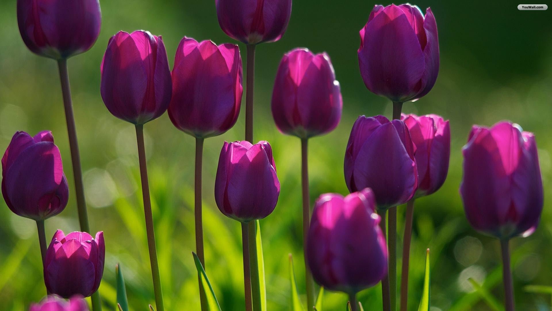 YouWall - Purple Tulips Wallpaper - wallpaper,wallpapers,free ...