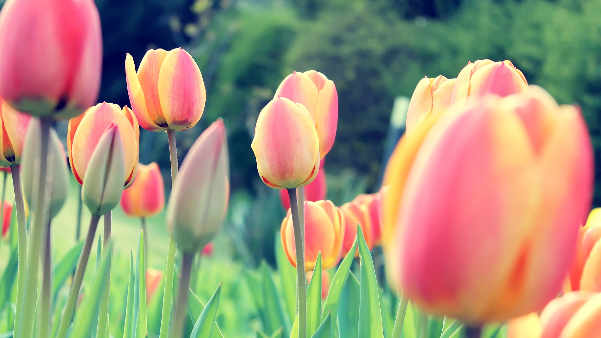 Tulips Backgrounds