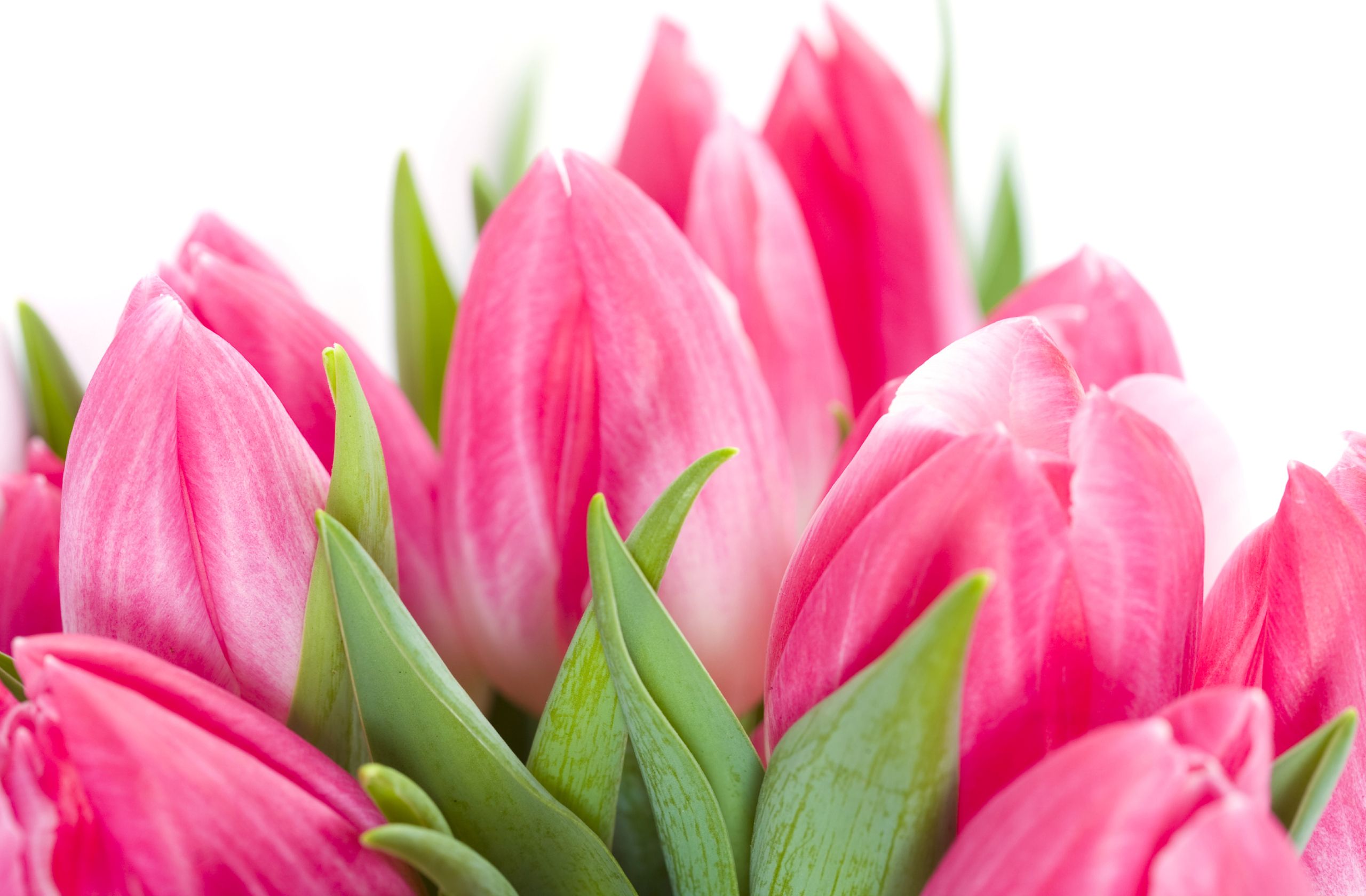 Download Tulips Wallpaper 277 2560x1680 px High Resolution ...