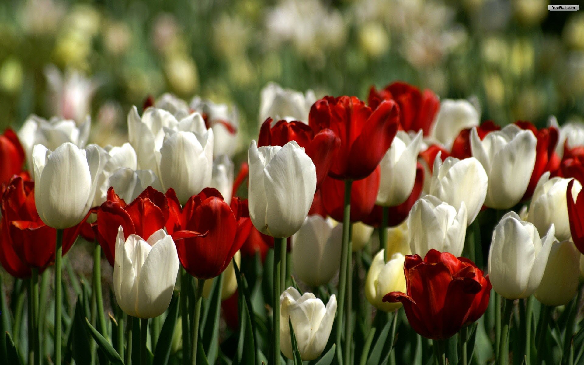 YouWall - White and Red Tulips Wallpaper - wallpaper,wallpapers