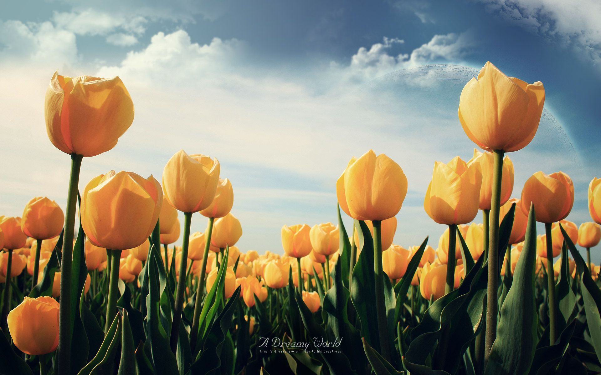 Yellow Tulips Wallpapers | HD Wallpapers