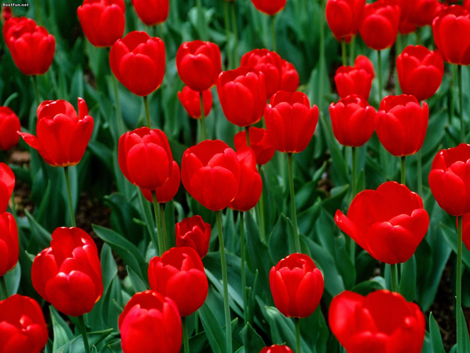 Featured image of post Tulips Wallpaper Iphone Hd We choose the most relevant backgrounds for different devices