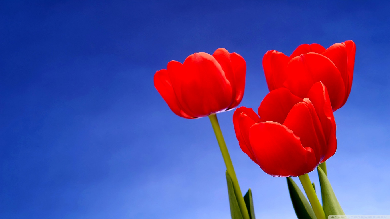 Tulips HD desktop wallpaper Widescreen High Definition
