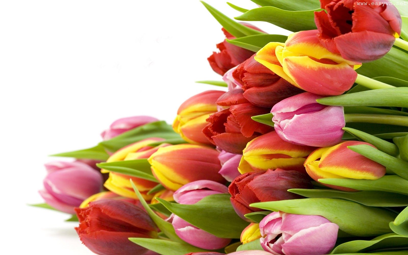 Download Free Beautiful Tulips Wallpapers Most beautiful places
