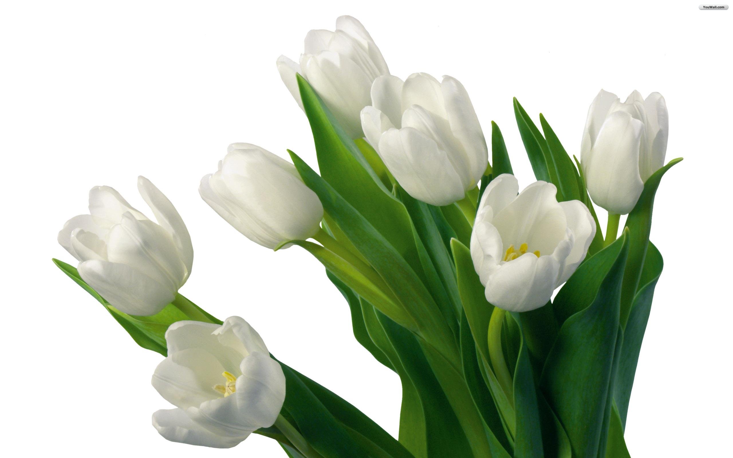 YouWall - White Tulips Wallpaper - wallpaper,wallpapers,free