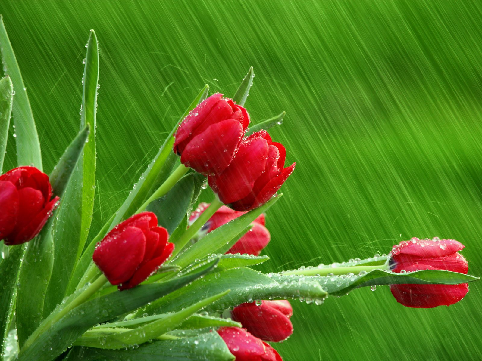 Red Tulips Wallpaper - HD Images New