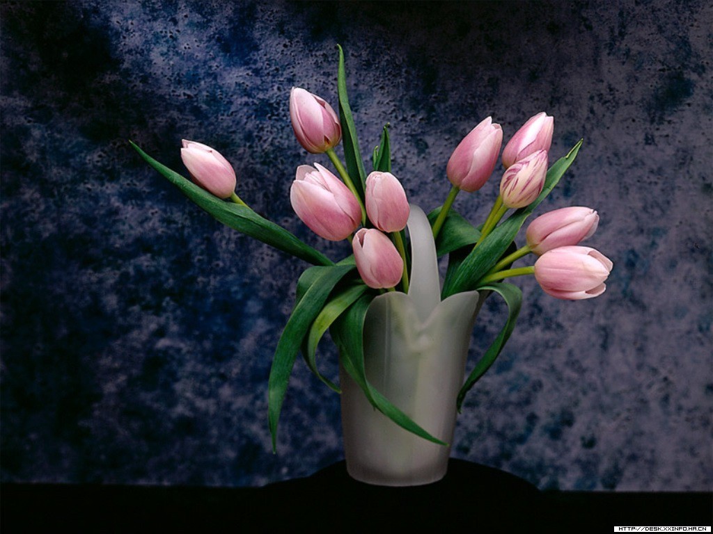 Wallpapers Tulips Pink 1024x768 | #166726 #tulips