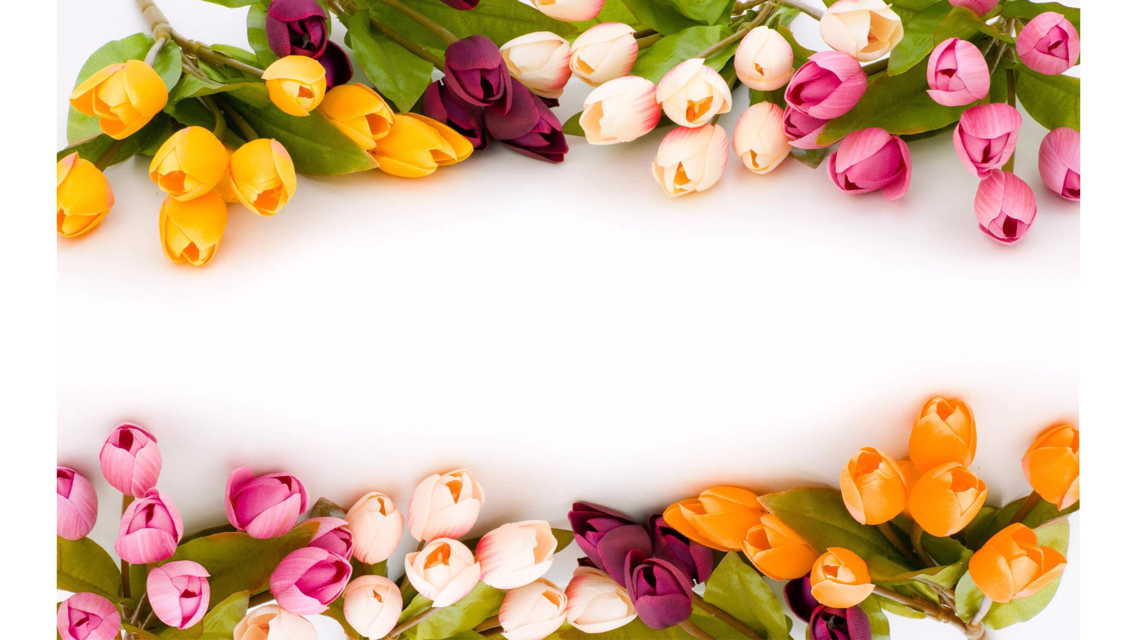 Romantic 4K Tulips Wallpaper | Free 4K Wallpaper