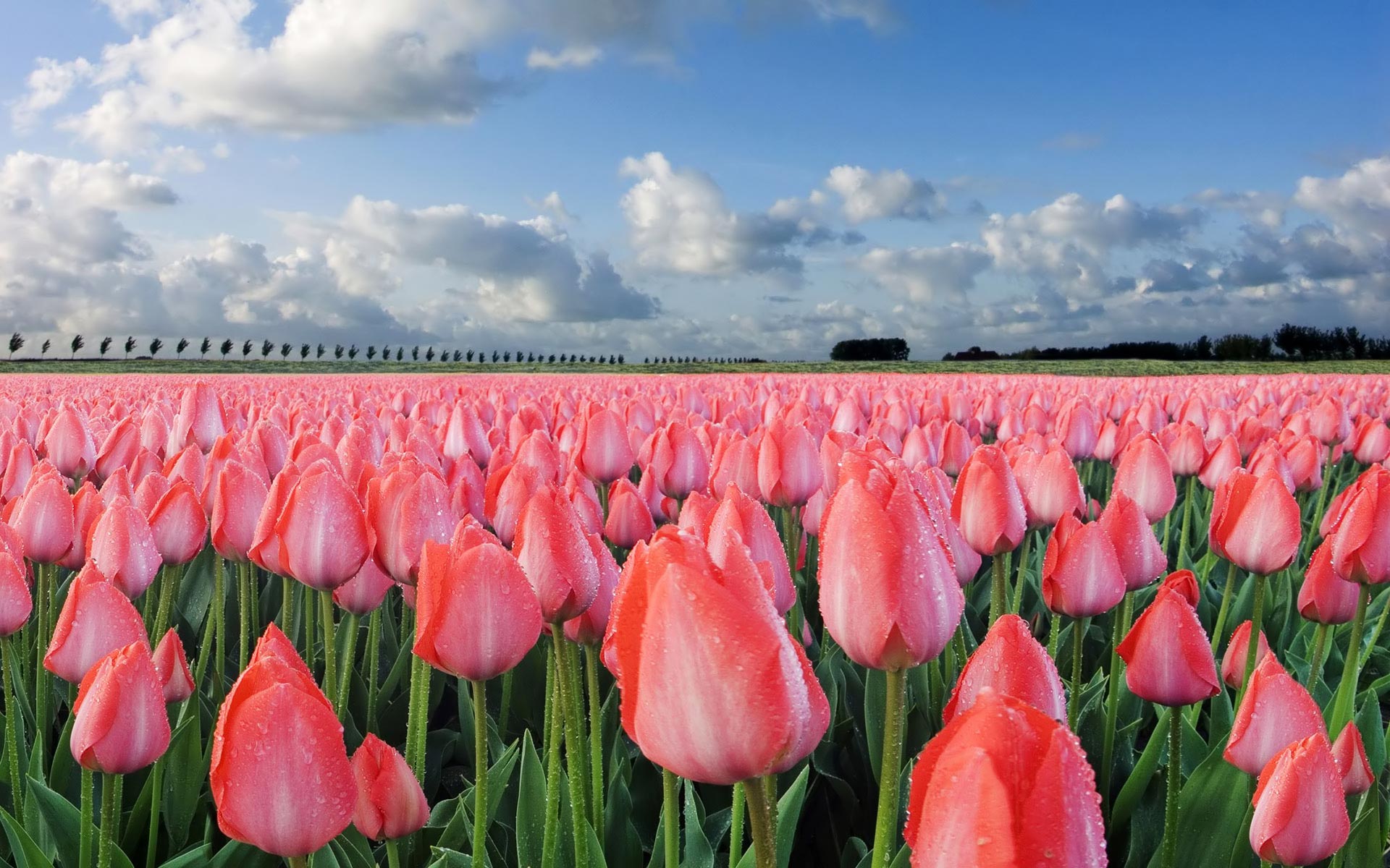 Pink Tulips | Sky HD Wallpaper