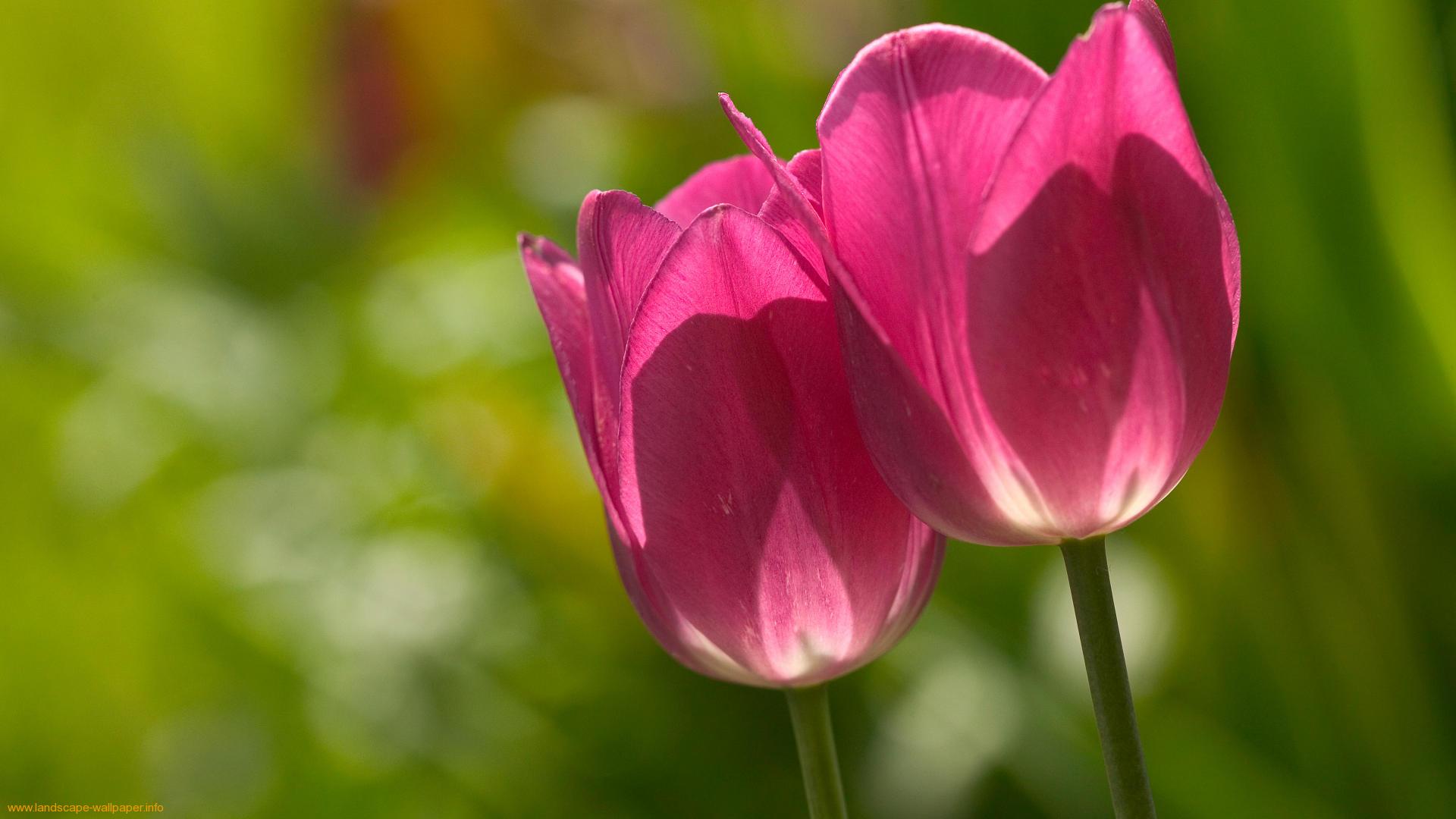 Tulips, wallpaper, images, wmwallpapers (#121015)