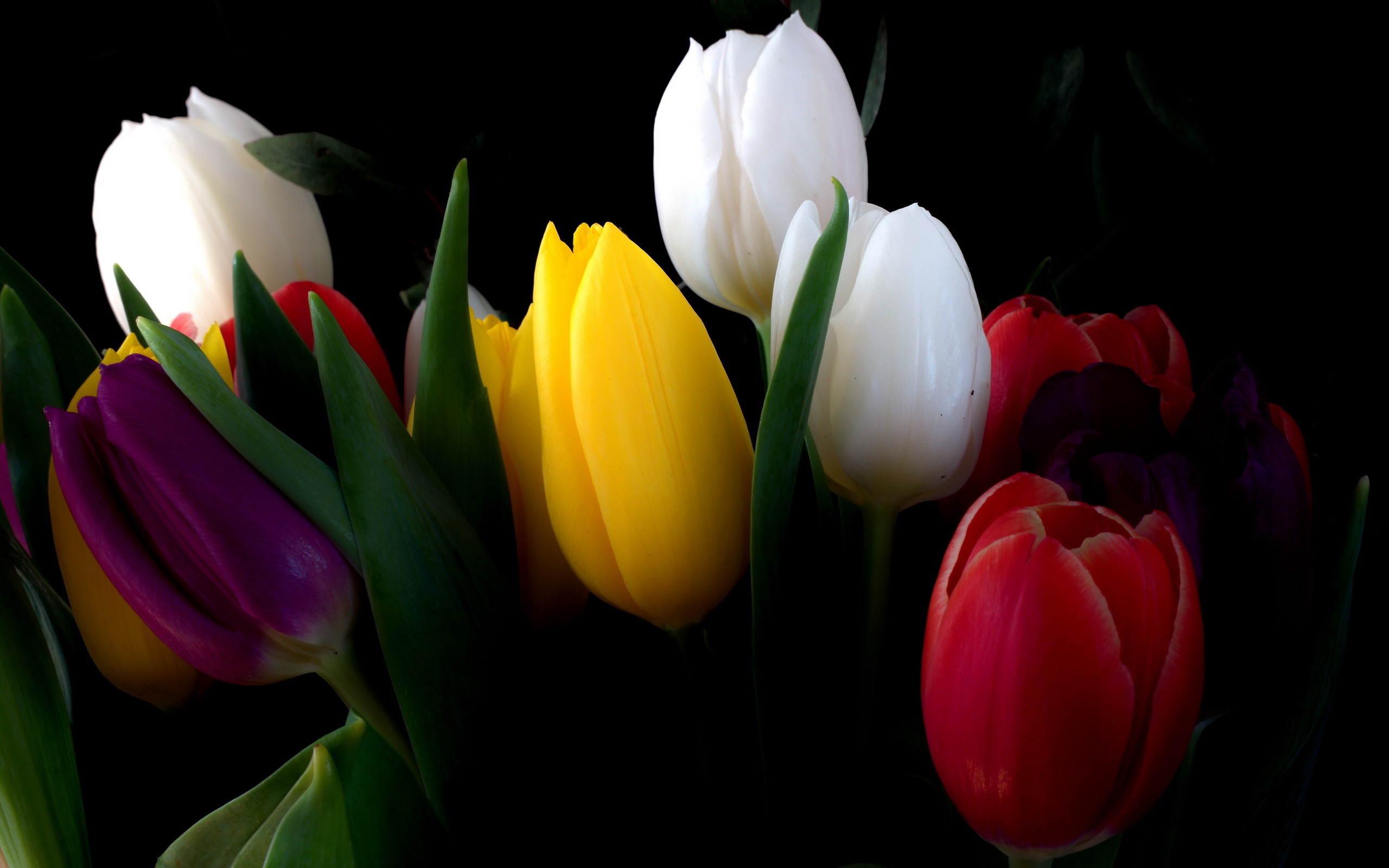 Different Tulips Wallpapers | Pictures