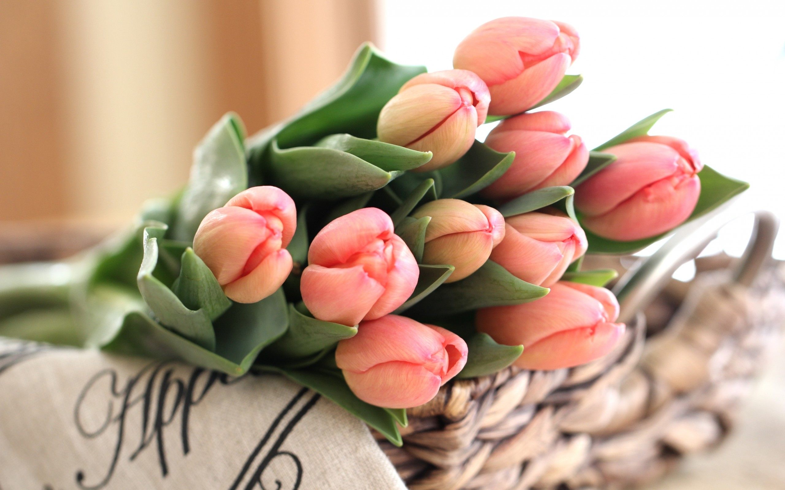 Pink Tulips Wallpaper HD Download For Desktop, PC & Mobile