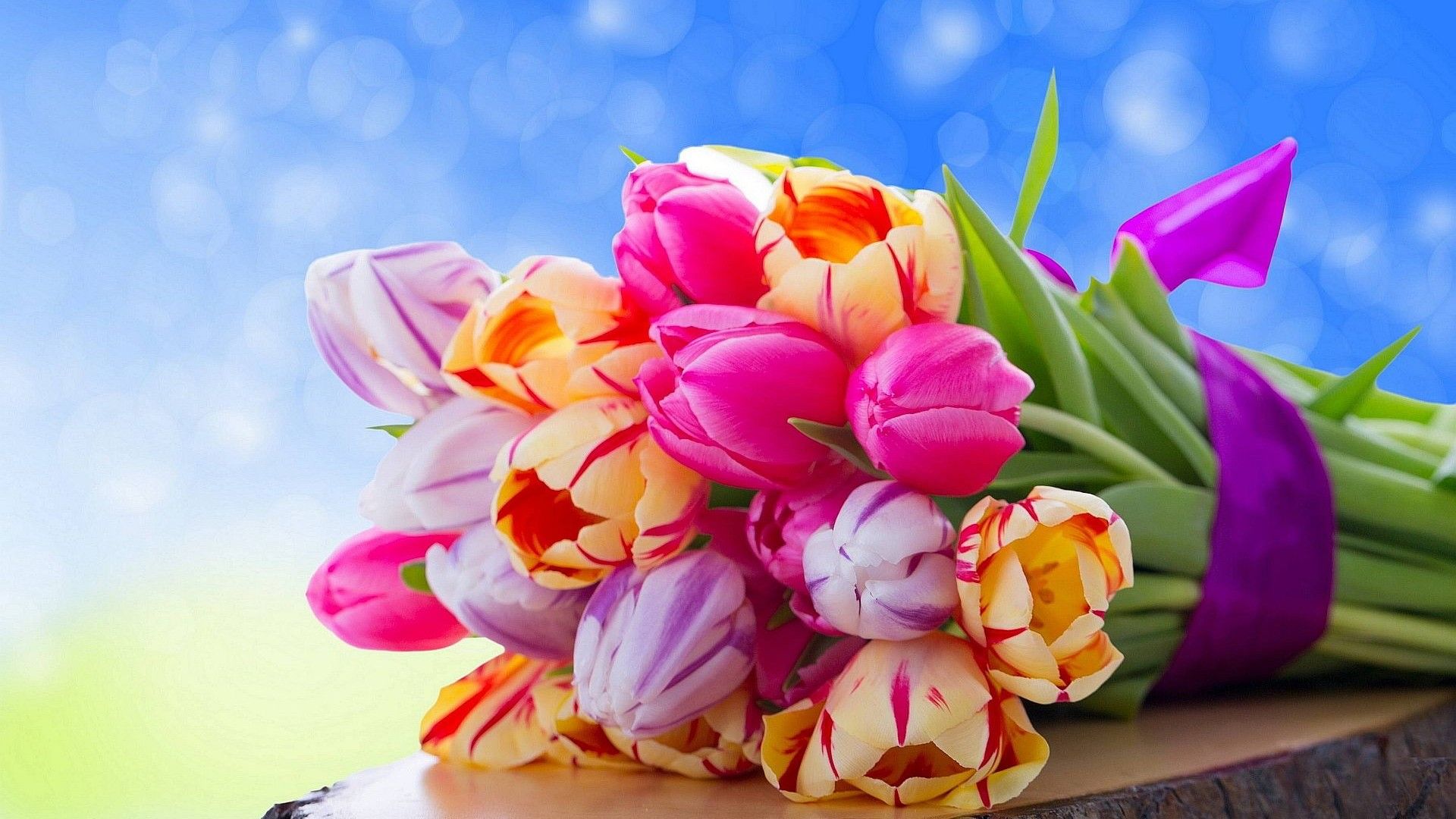 Colorful Tulips Wallpaper Download For Desktop, PC & Mobile
