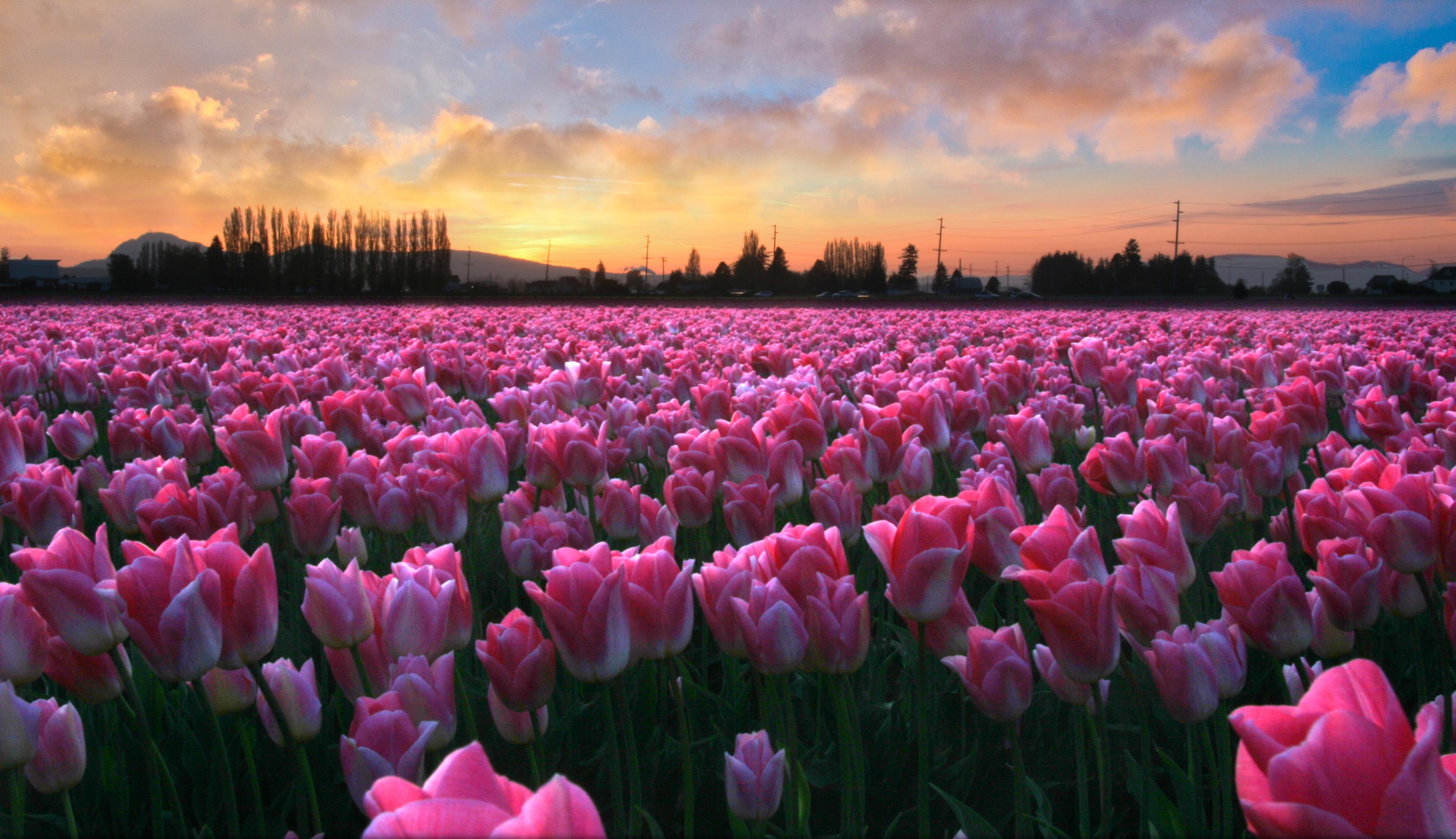 Pink Tulips | Download HD Wallpapers Photos