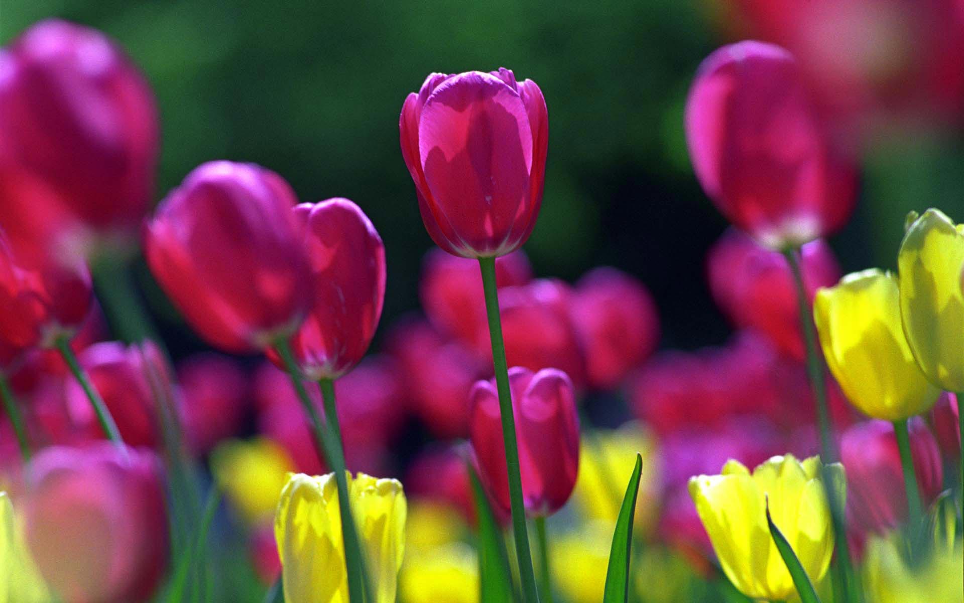 Spring Tulips Wallpapers | HD Wallpapers