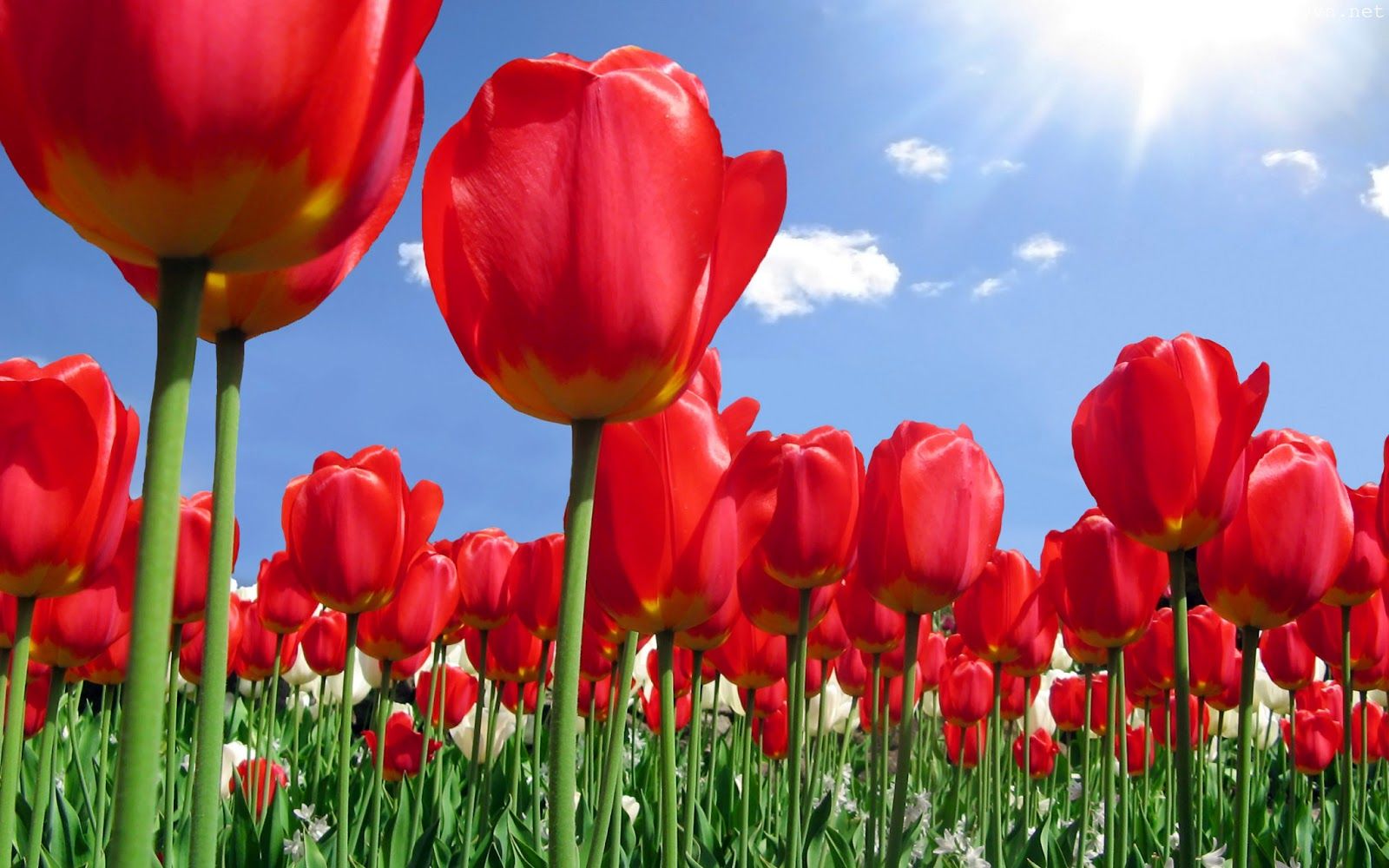 Download Free Beautiful Tulips Wallpapers | Most beautiful places ...
