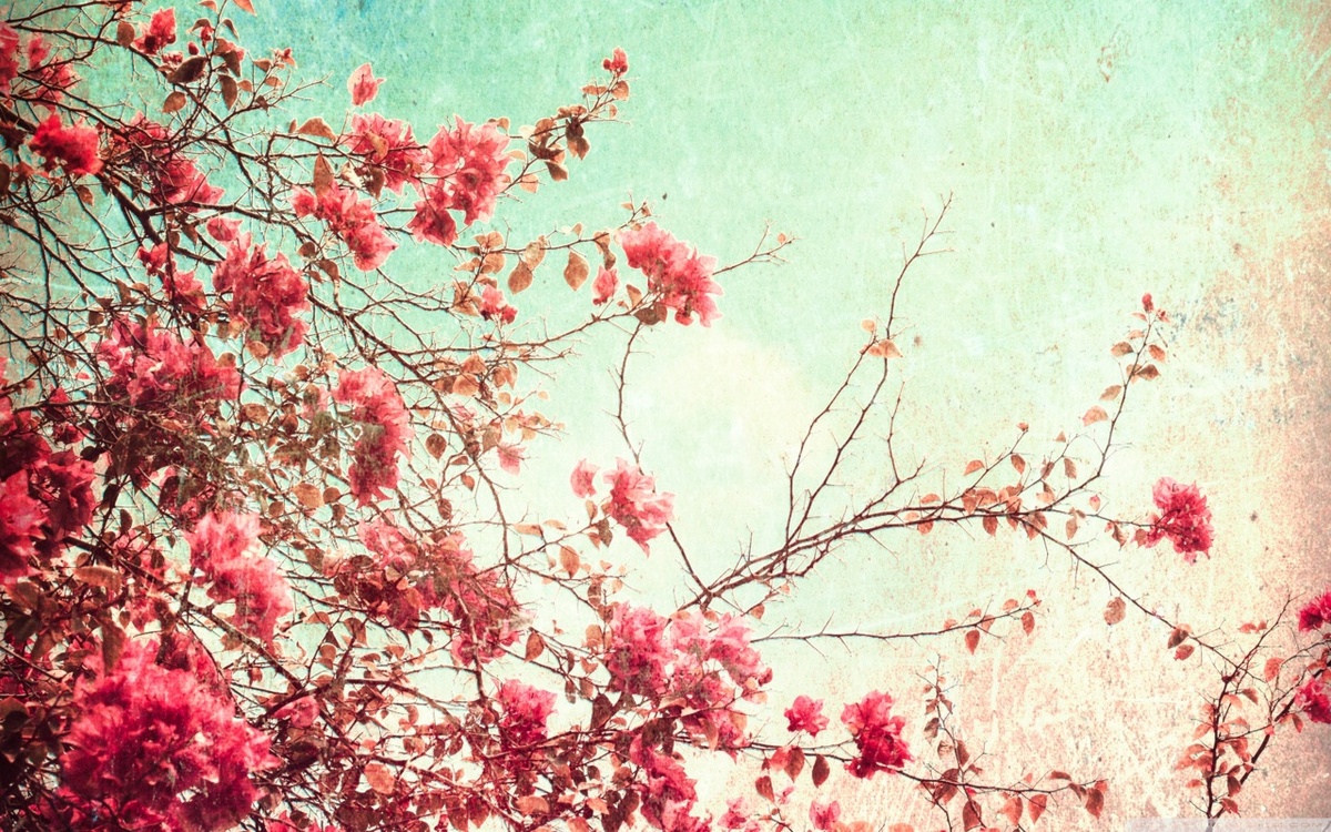 Pressed Flower Delights: Flower Wallpapers Tumblr