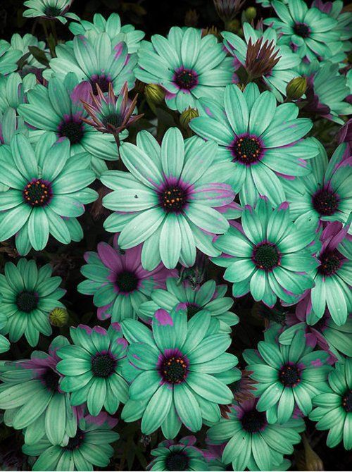 Flowers Tumblr Photography 27 | HD Background Wallpaper | tumblr ...