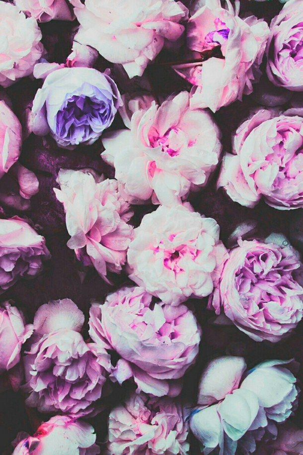 12 Absolute wallpaper iphone tumblr flower