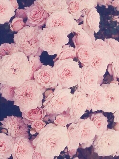 Vintage Floral Iphone Wallpaper Tumblr cute Backgrounds