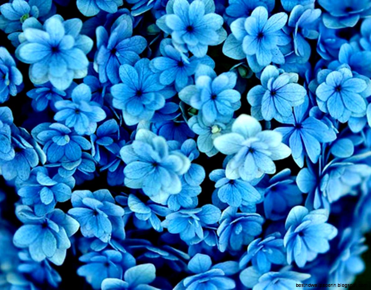 Blue Flower Photography Tumblr 1280X1024 | Best HD Wallpapers