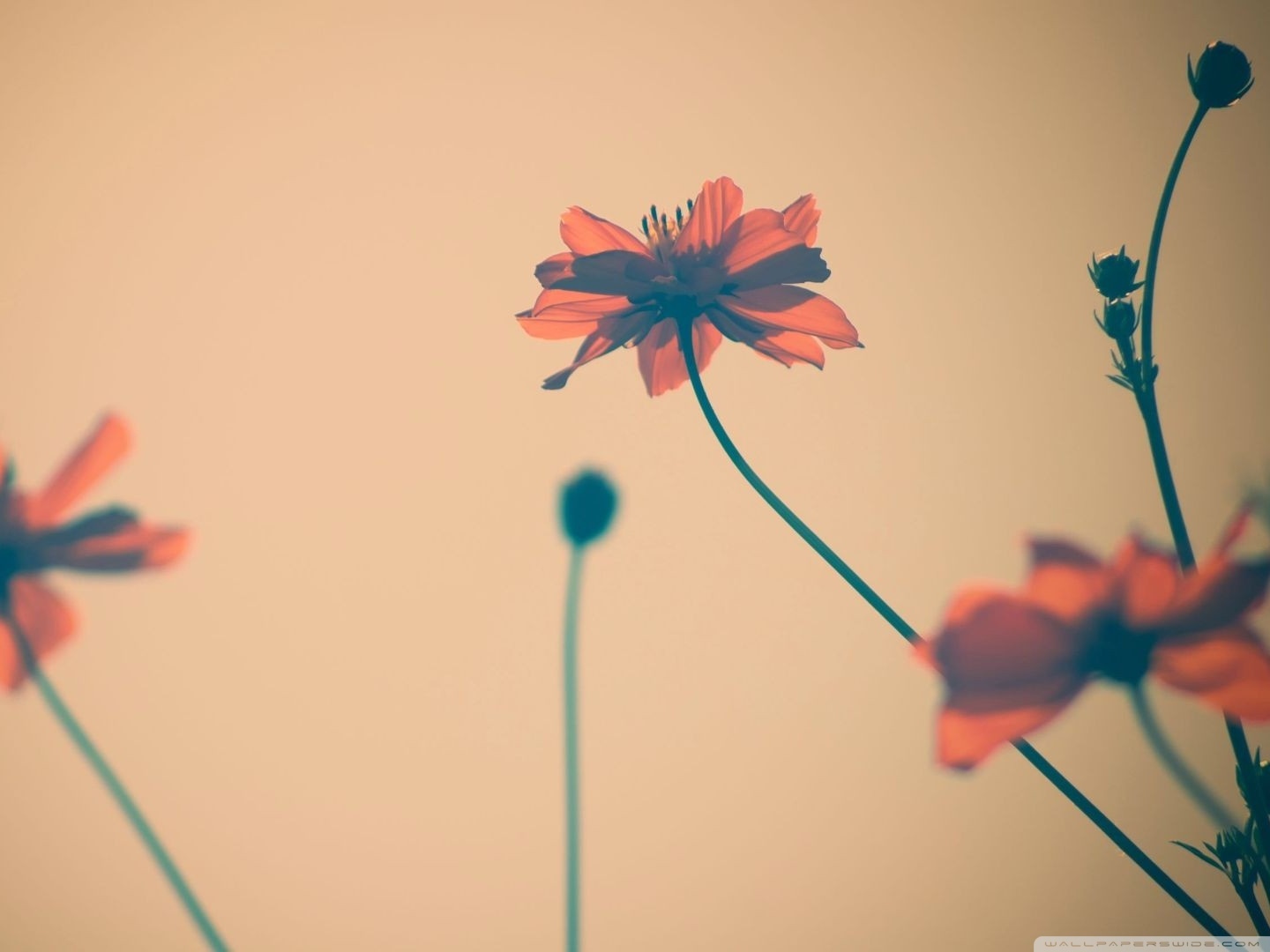 Flowers Tumblr HD desktop wallpaper : Widescreen : High Definition ...