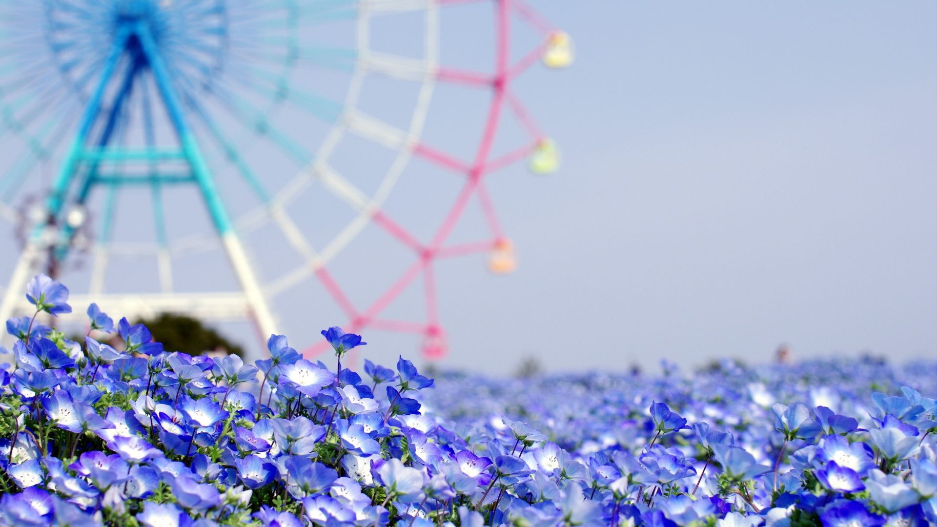Summer Blue Flower Wallpaper Tumblr. wallpaperwide