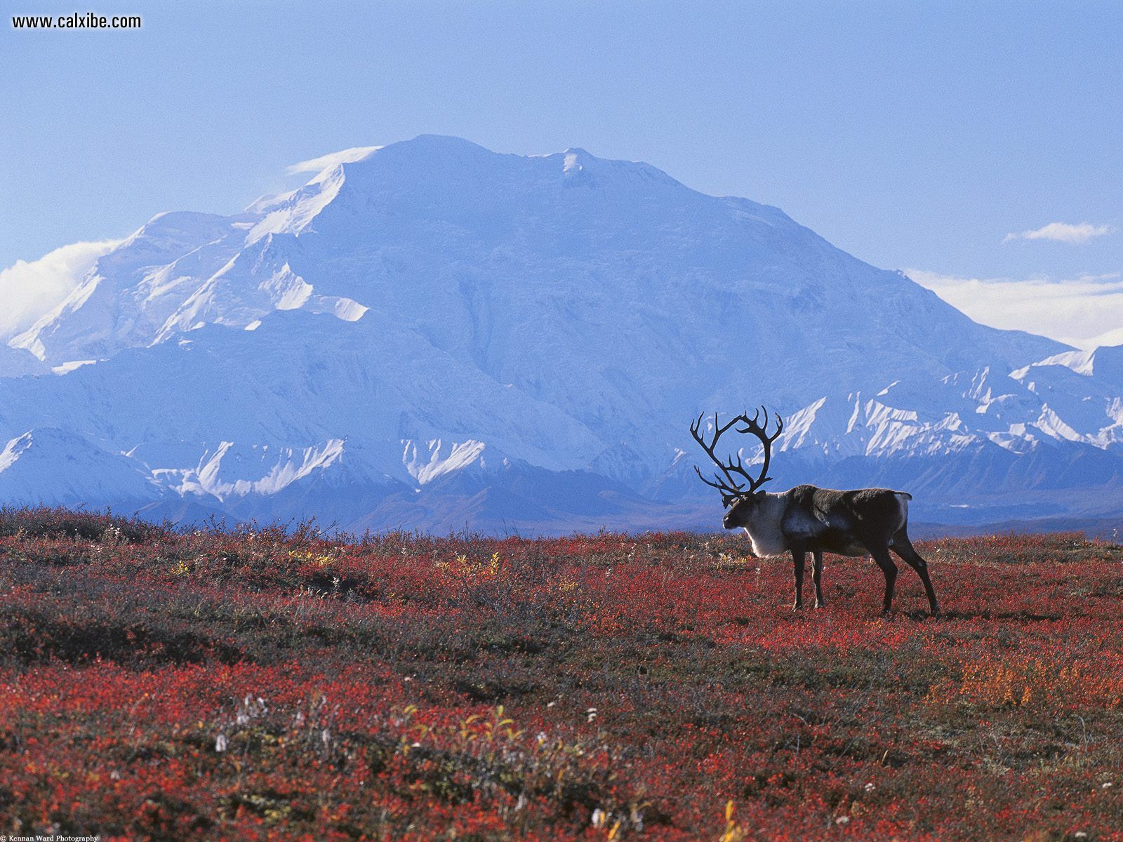 Nature Caribou Autumn Tundra Denali National Park Alaska, desktop