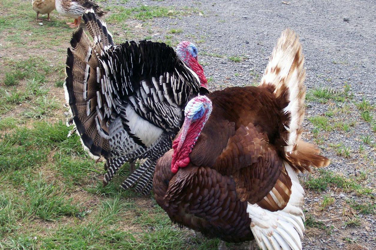 Free wallpaper Thanksgiving turkeys