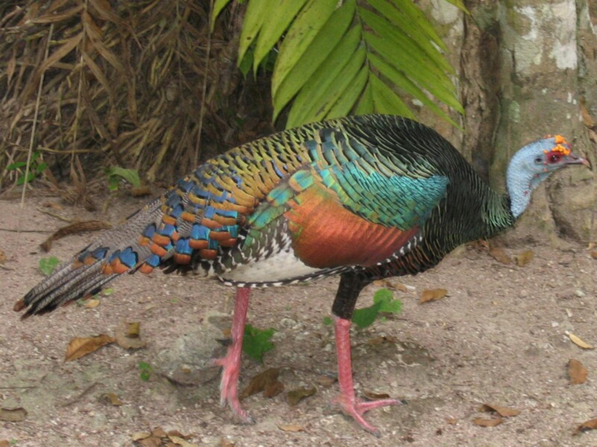 Free wallpaper The Ocellated Turkey Meleagris ocellata