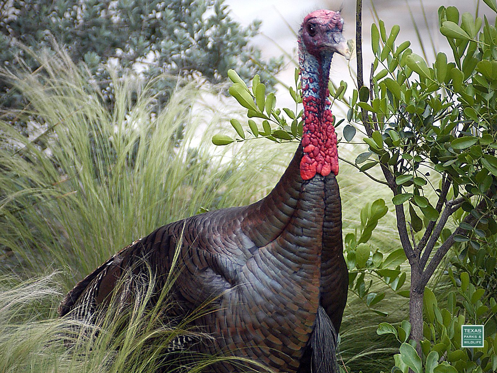 Wild Turkey Desktop Backgrounds