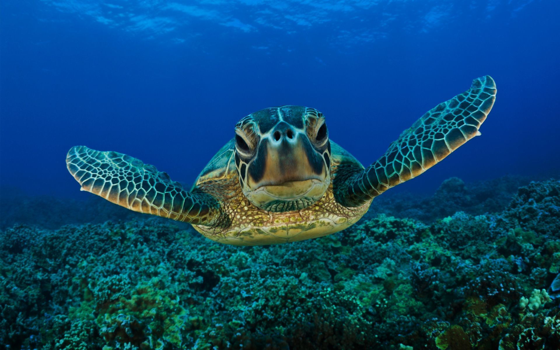 194 Turtle HD Wallpapers Backgrounds - Wallpaper Abyss