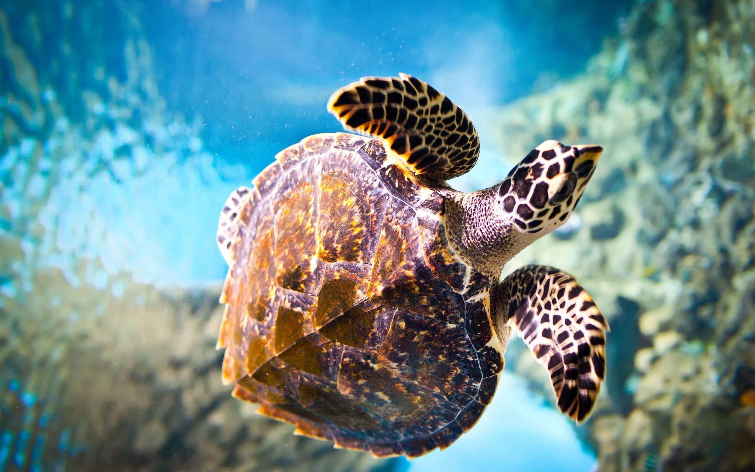 Turtle Wallpapers HD Full HD Pictures