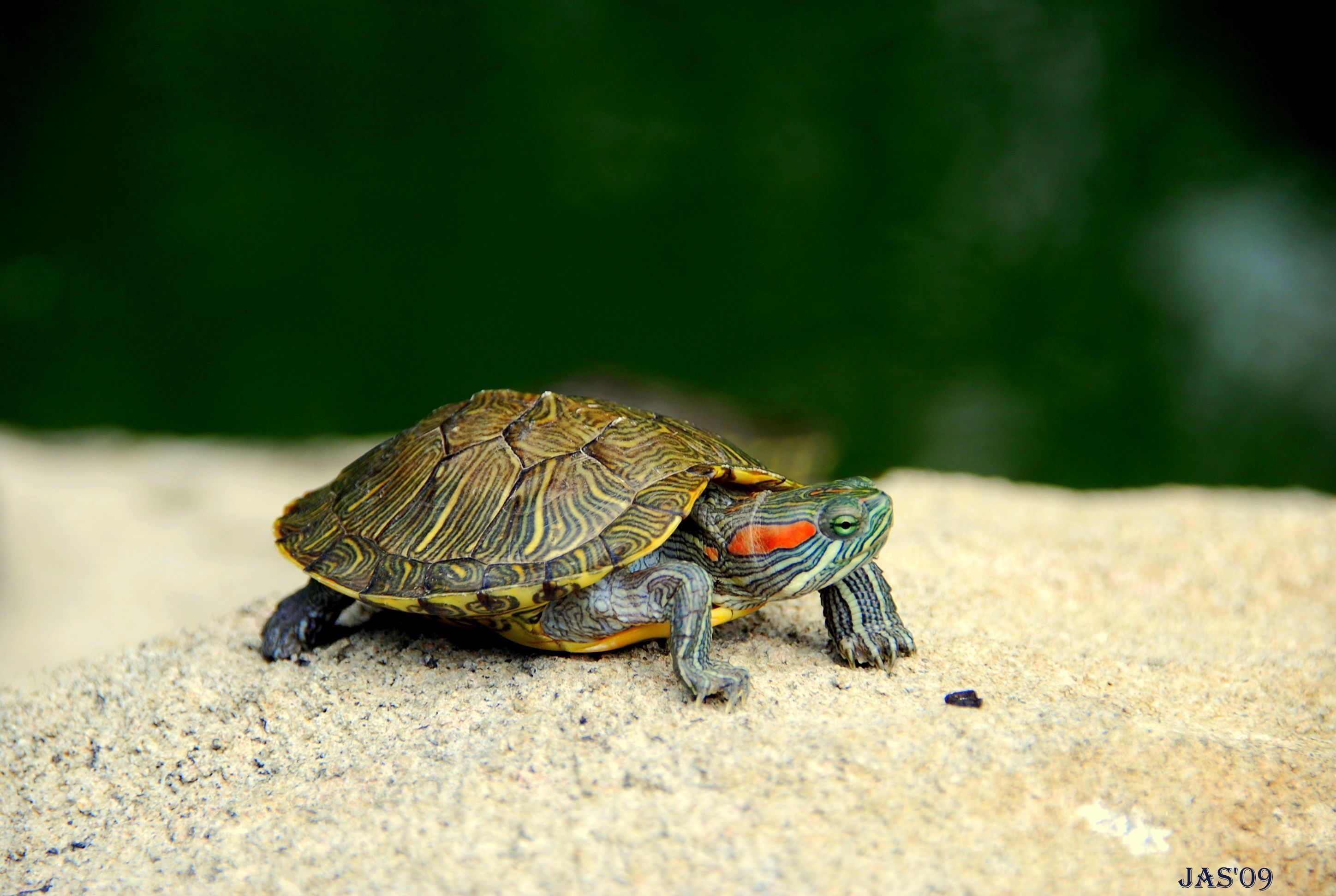 194 Turtle HD Wallpapers | Backgrounds - Wallpaper Abyss - Page 5