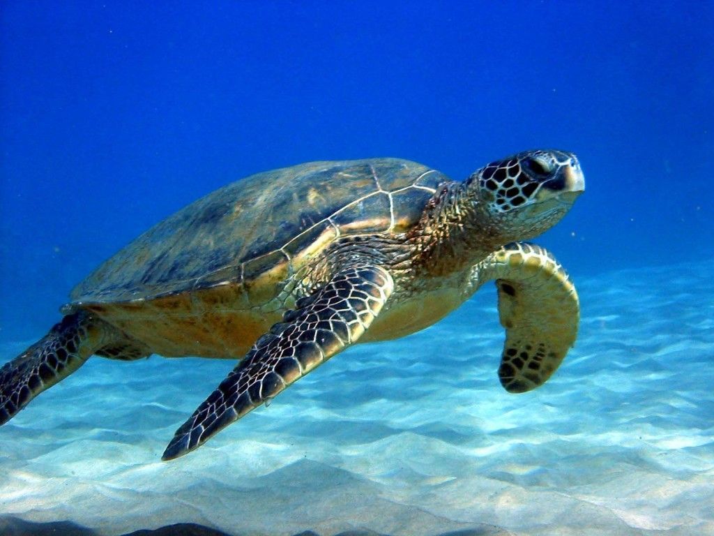 Sea Turtle Wallpaper HD