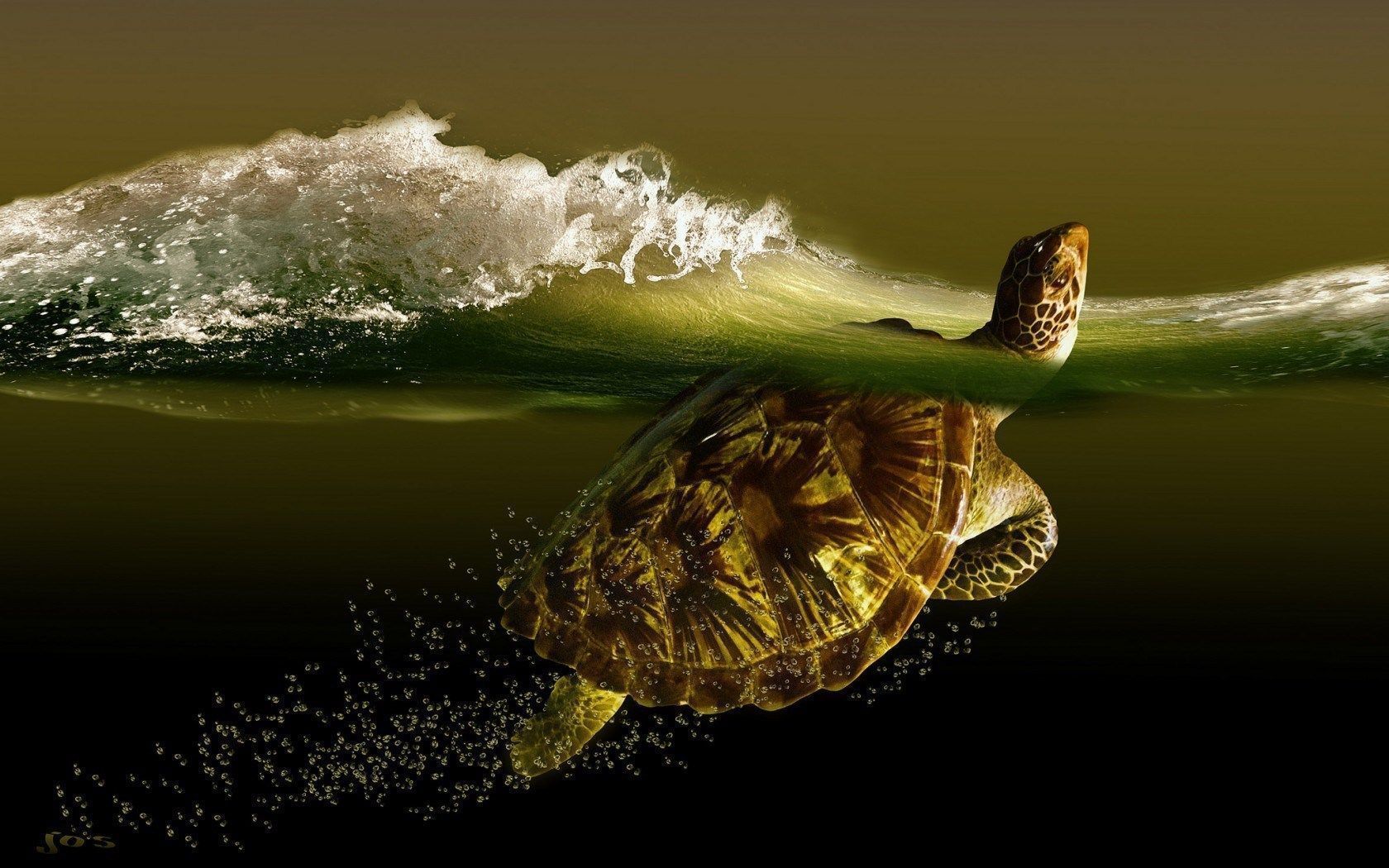 HD Turtle Wallpapers | Full HD Pictures