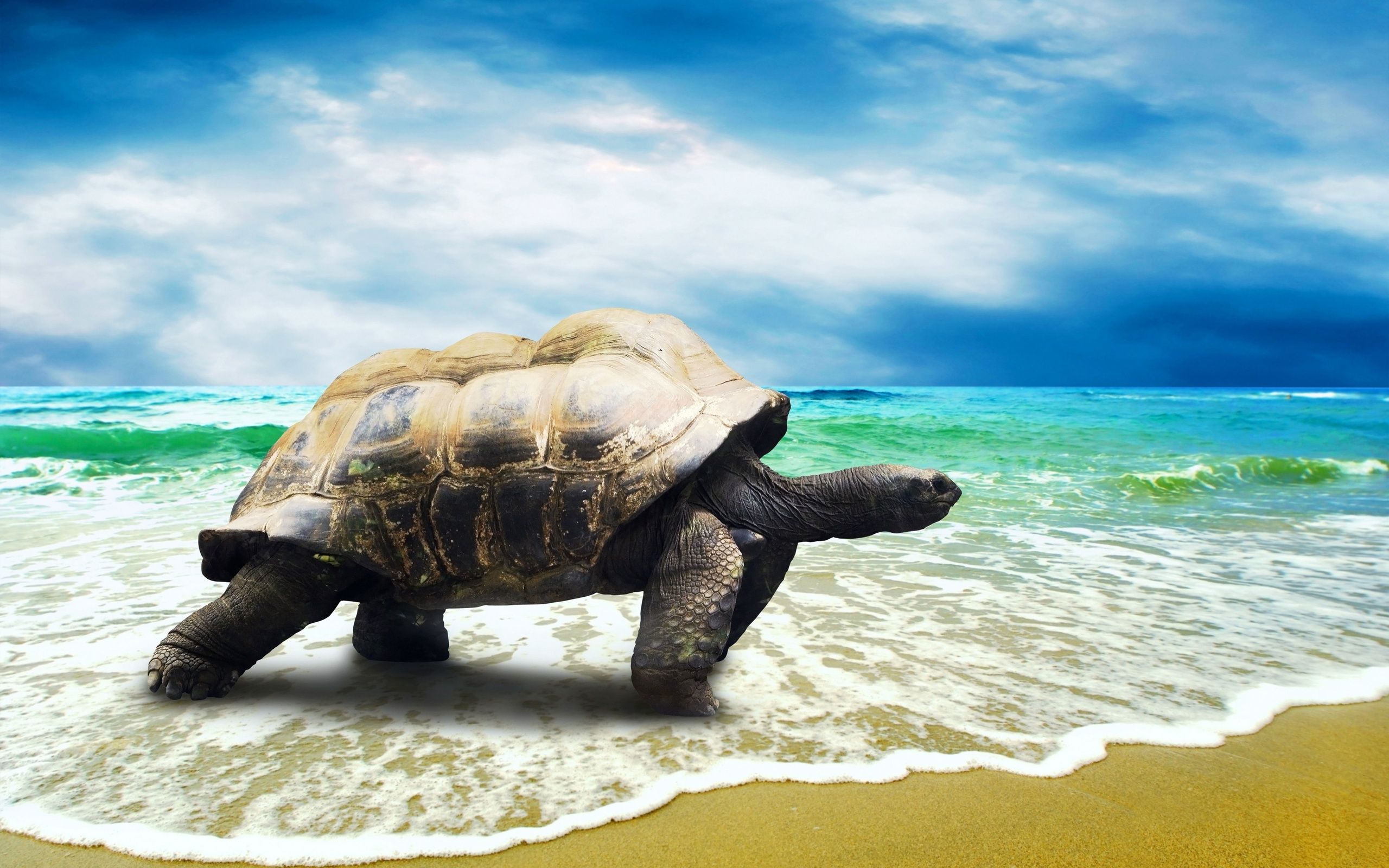 194 Turtle HD Wallpapers | Backgrounds - Wallpaper Abyss - Page 2