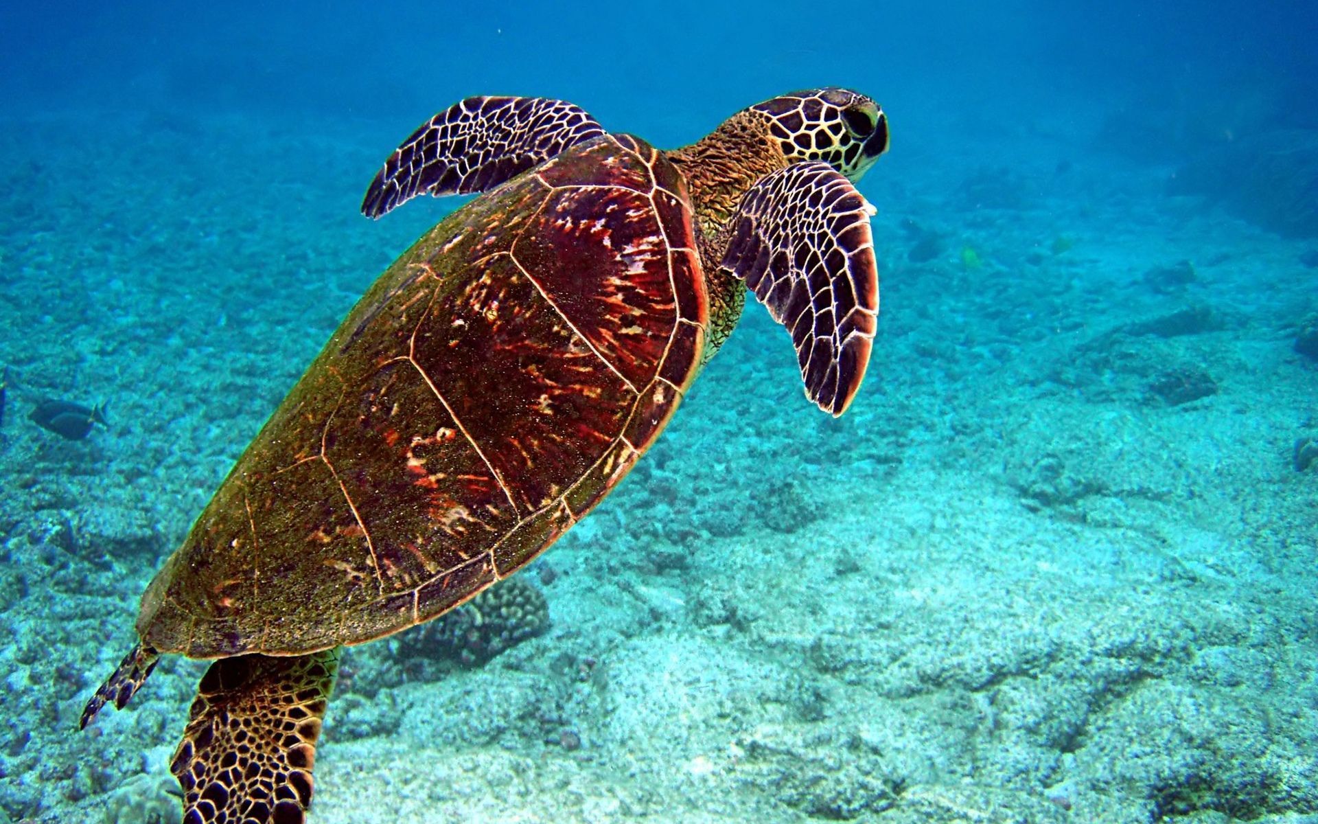 194 Turtle HD Wallpapers | Backgrounds - Wallpaper Abyss - Page 4