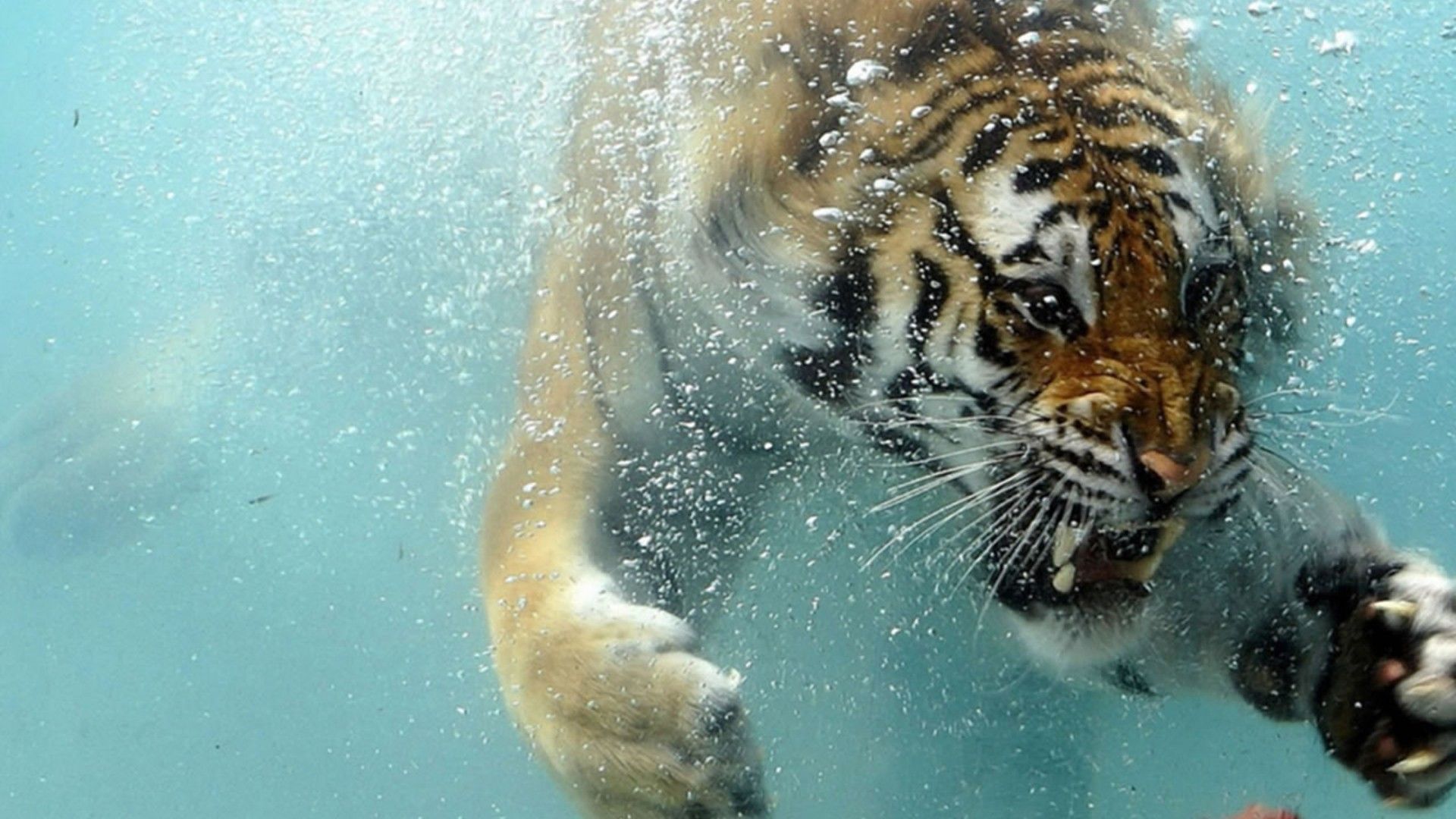 Tiger swimming underwater free wallpaper HD