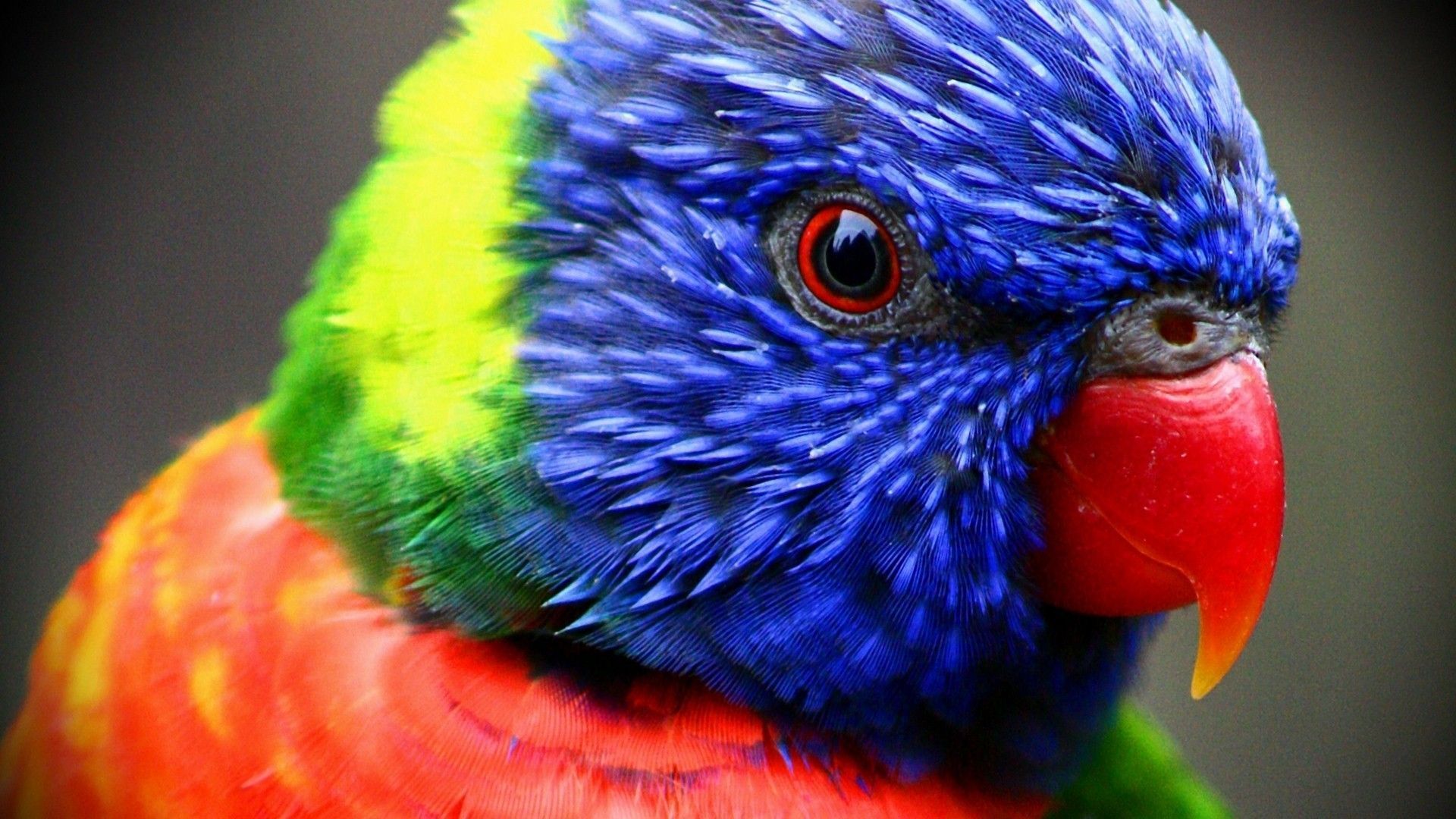Parrot 1920x1080 wallpapers hd