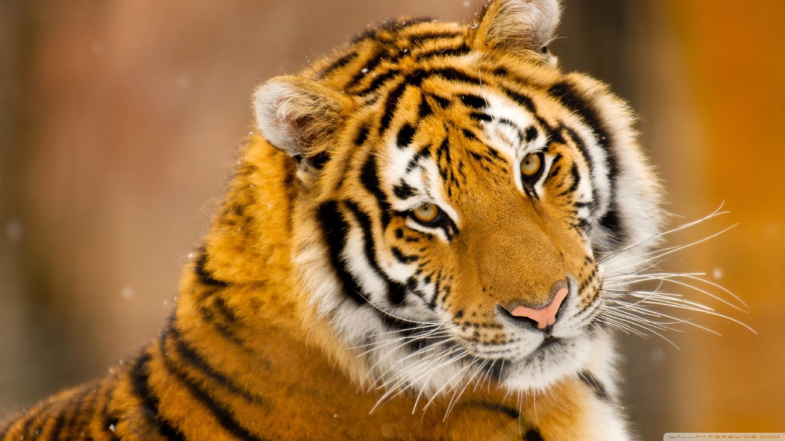 Siberian Tiger Wild Animal HD desktop wallpaper : Widescreen ...