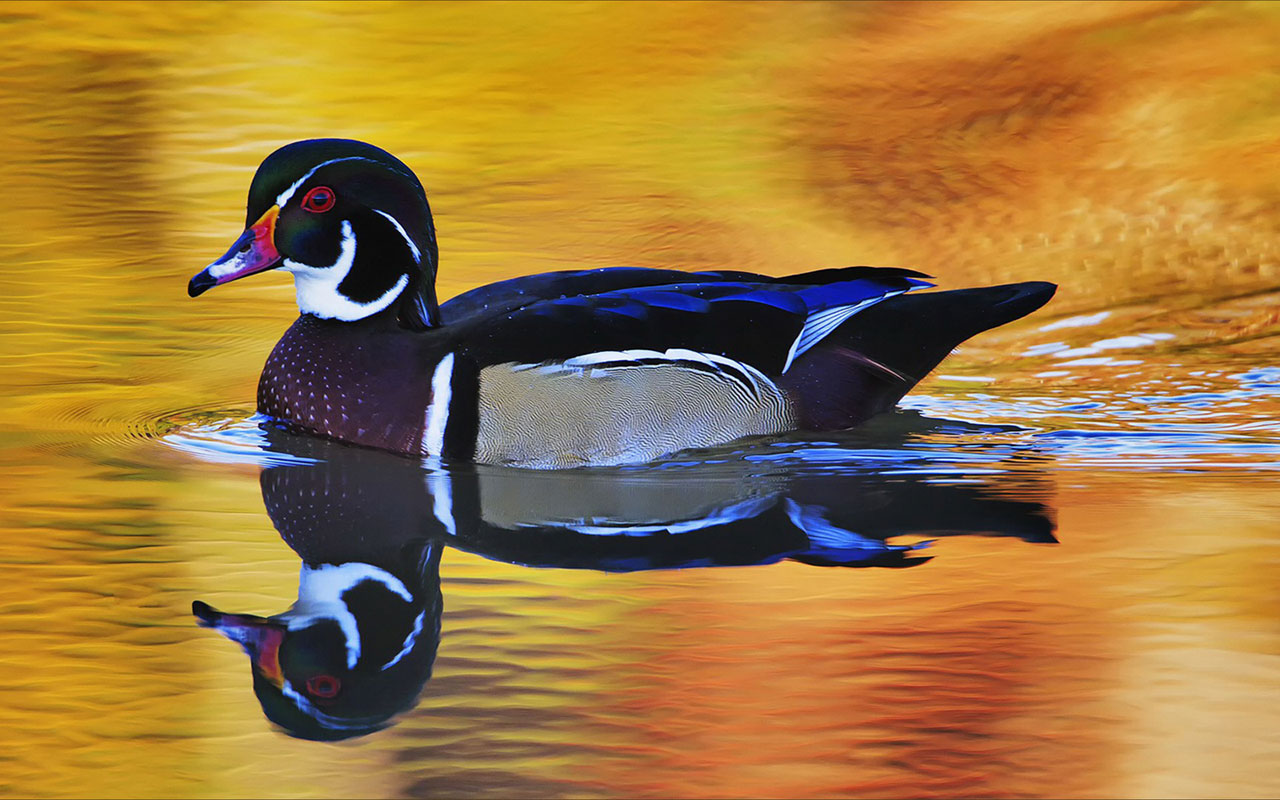 Free ducks close-up high-definition desktop wallpaper 9 － Animal ...